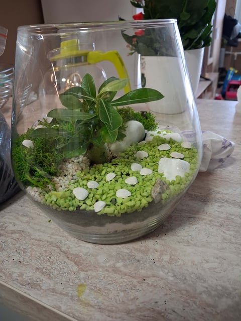 Glass terrarium with small succulent plant, green moss, white stones, and yellow watering can on wooden surface